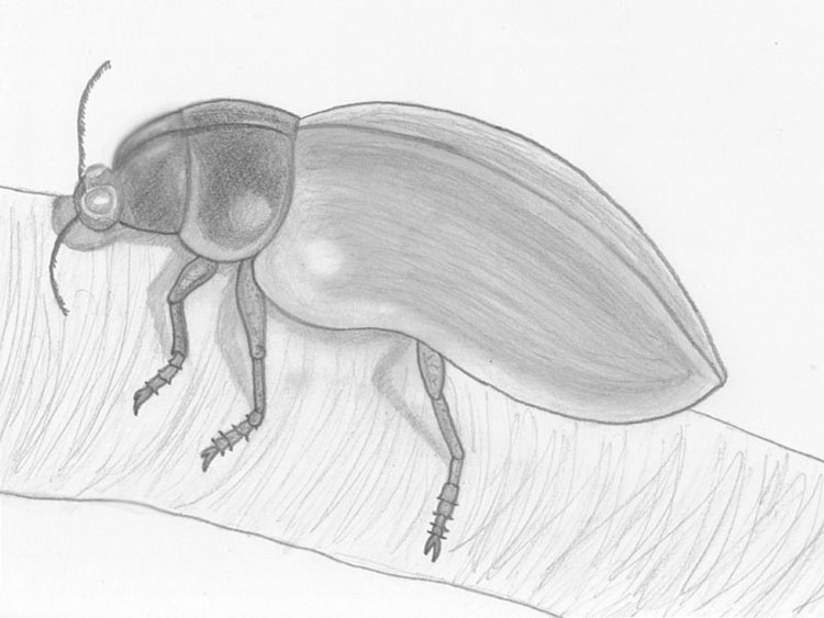 Skeeter Beetle Pencil