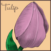 Tulip Sketch