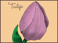 TulipSketchWallpaperThumb